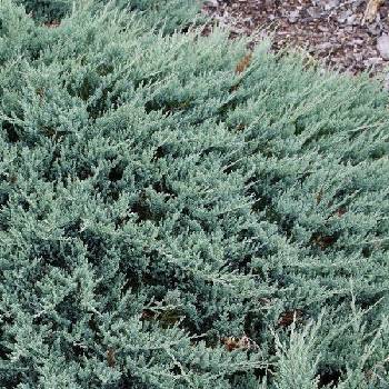 Можжевельник горизонтальный Juniperus horizontalis 'Blue Chip'